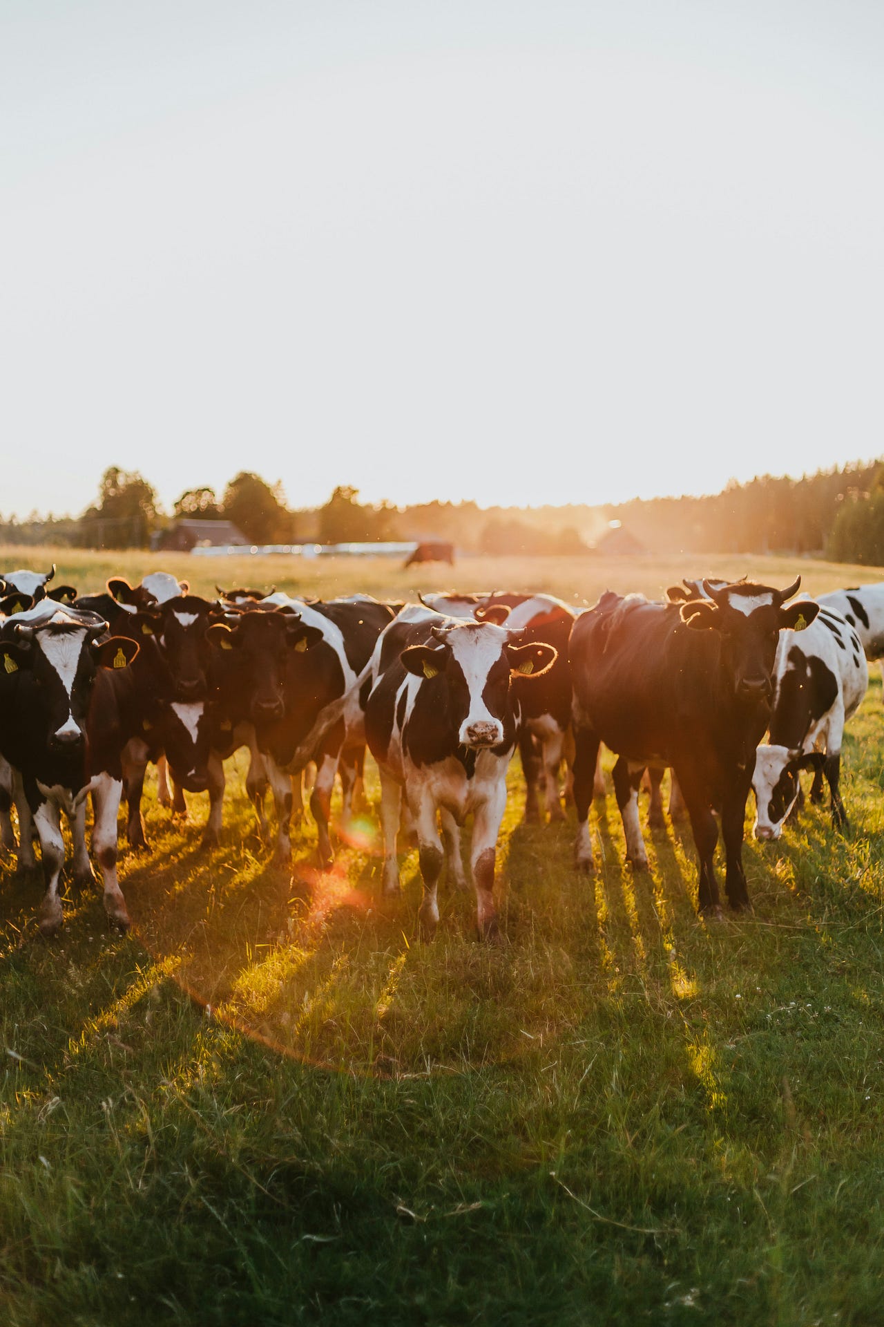 Field of cattle standing on the grass with the sun glowing